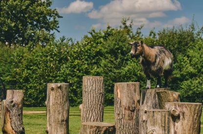 The Pygmy goat enclosure at The Piggery, Somerset