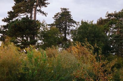 The grounds at Cedar Lodge, Herefordshire