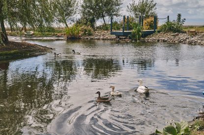 The pond in the shared garden at Lotus Cottage, Vale of Glamorgan