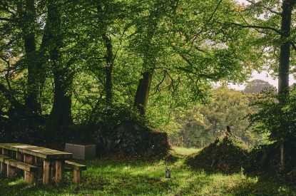 The woodlands at Roupel Estate, Devon