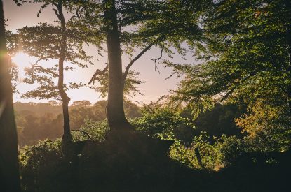 The woodlands at Roupel Estate, Devon