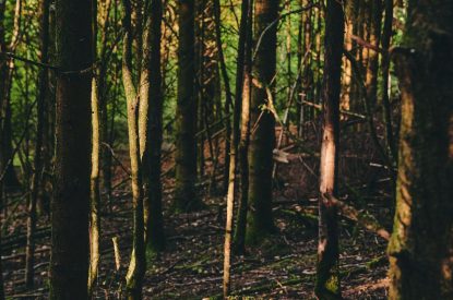 The woodlands at Roupel East Wing, Devon