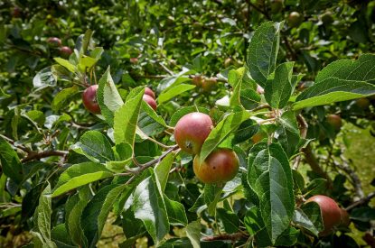 Apple trees at Haymaker Barn, Cotswolds