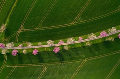 The drive lined with cherry blossoms at Rabbitdale Barn, Yorkshire