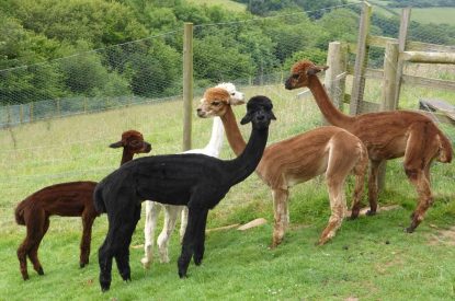 Outside space at Valley View Barn, Devon