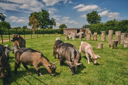The Pygmy goat enclosure at The Granary, Somerset