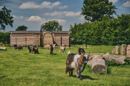 The Pygmy goat enclosure at Whispering Leaves, Somerset