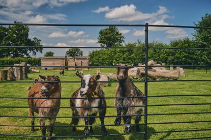 The pygmy goat enclosure at Somerset Estate, Glastonbury, Somerset