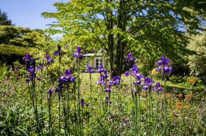 The garden at The Creamery, Somerset