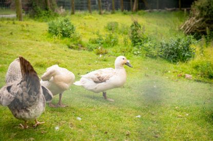 The grounds at Bracken Barn, Devon