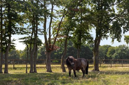 The grounds around Merry Manor, Essex
