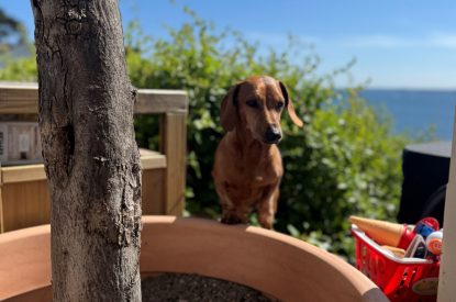 Dog friendly property at Aurora Skies, Cornwall