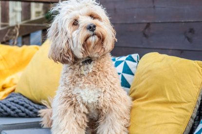 Dogs welcome at Wavecrest, Cornwall