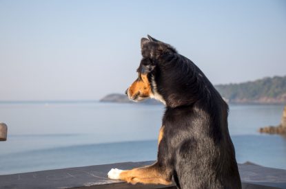 Dogs welcome at Lightkeepers Cottage, Cornwall