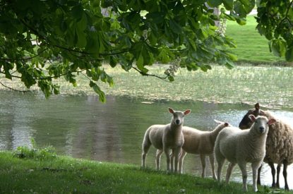 The local area at Muntjac Cottage, Lincolnshire