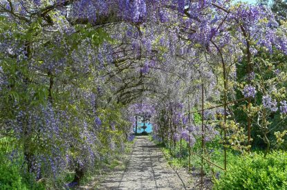 The wisteria tunnel at Cornish Castle, Cornwall