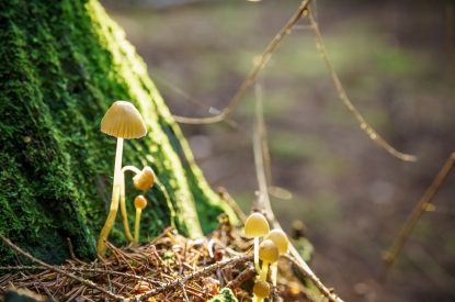Mushrooms growing on the grounds at Ermine, Scotland