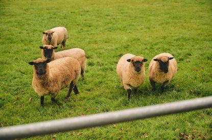 Fields nearby at Mill House, Powys