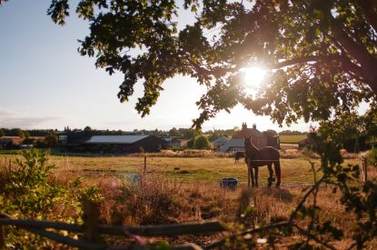 The grounds at Bonny Cabin, Leicestershire