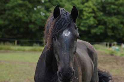 The grounds at Bonny Cabin, Leicestershire