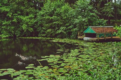 The lake covered with lily pads at Estate Lodge, Welsh Borders