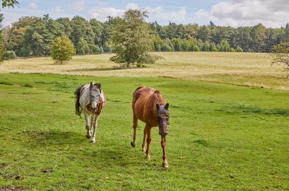 Horses at Spring House, Norfolk