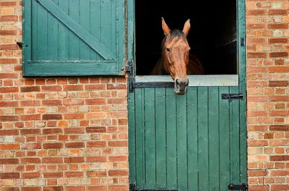 Horses at Spring House, Norfolk