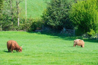 Highland cattle at The Damson Barn, Staffordshire