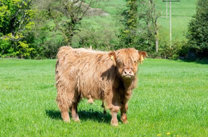 Highland cattle at The Damson Barn, Staffordshire