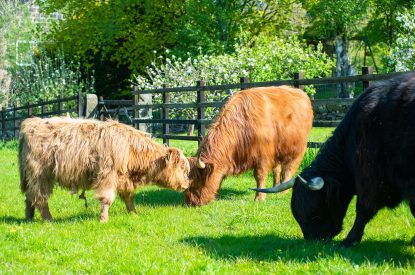 Highland cattle at The Damson Barn, Staffordshire