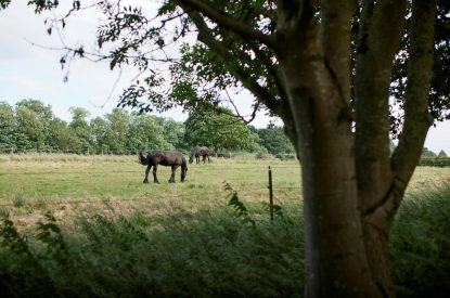 The grounds at Poppy's Cabin, Leicestershire